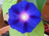 Ipomoea-purpurea-CommonMorningGlory