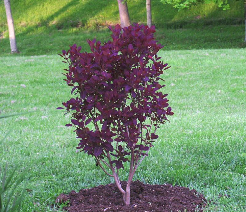 royalpurple