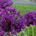 Allium aflatunense 'Purple Sensation'