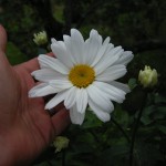 Leucanthemum x superbum 'Northern lights'