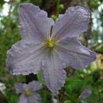 Clematis 'Blue Angel'