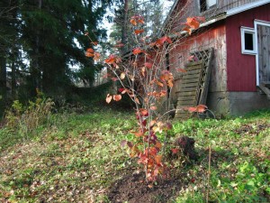 corylus avellana fuscorubra Autumn