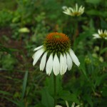Echinacea purpurea 'White Swan'