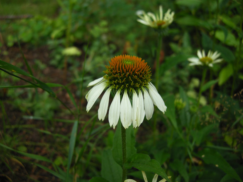 Echinacea purpurea 'White Swan'