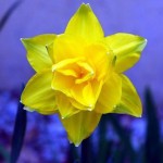 Narcissus  'Golden Ducat'