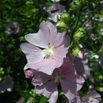Lavatera thuringiaca - Tree Mallow 