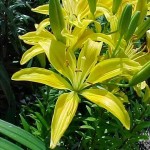 Lilium yellow