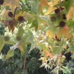 Liquidambar styraciflua 'Palo Alto'