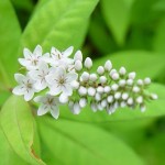 Lysimachia clethroides - Gooseneck Loosestrife