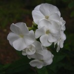 Phlox paniculata 'David'