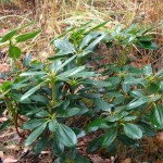Rhododendron Yakushimanum x wardii