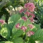 Rodgersia aesculifolia