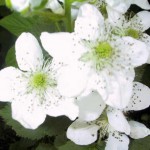 Rubus allegheniensis Sonja