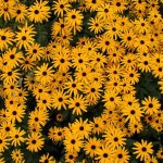 Rudbeckia fulgida - Black-eyed Susan