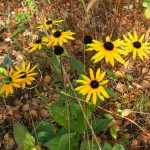 Rudbeckia hirta 'Toto'