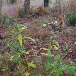Spiraea billiardii