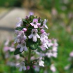 Thymus serpyllum