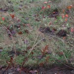 Physocarpus opulifolius
