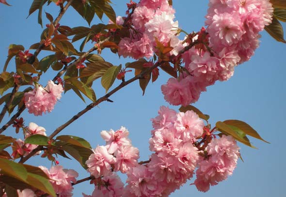 kwanzan flowering cherry tree pictures. Sheraton Cherry, Flowering