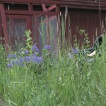 Karhula_gardens_jobs_09_chicken_run_1